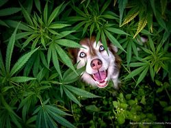 Finalis Comedy Pet Awards 2023 Bikin Gemes dan Ngakak