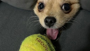 Ada tempat persembunyian di bawah sofa tempat Louis (si anjing) suka bersembunyi, hari itu aku mengambil bola tenisnya dari tempatnya, dia marah dan mengeluarkan kepalanya melalui lubang menggonggong meminta bolanya kembali, itu ketika dia berubah menjadi segel yang marah ini, dan saya memutuskan untuk mendaftarkan momen itu  Foto: Comedy Pets