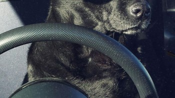 Zorro Reborn Oleh Karl Goldhamer Foto: Comedy Pets