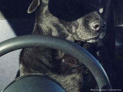 Finalis Comedy Pet Awards 2023 Bikin Gemes dan Ngakak