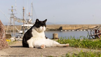 Bos Besar adalah Bos di sekitar sini. Dia lembut dan kebaikannya besar kata Kenichi Morinaga. Foto: Comedy Pets