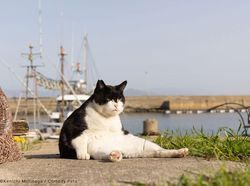 Finalis Comedy Pet Awards 2023 Bikin Gemes dan Ngakak