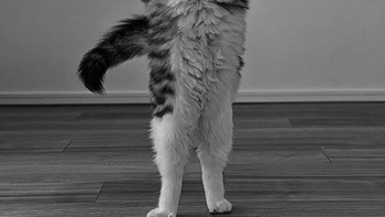 Pose pendaratan yang sempurna, bukan? ujar Kazutoshi Ono Foto: Comedy Pets