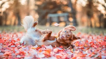 Kami mencoba untuk mendapatkan foto Milo musim gugur yang indah - alih-alih berbaring miring, dia berguling-guling seperti orang gila. Keluarganya menyukai foto ini karena menunjukkan kepribadiannya lebih baik daripada foto lainnya kata Kerstin Leichtenmüller. Foto: Comedy Pets