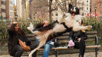 Pada bulan Maret 2019 saya duduk di lari anjing Union Sq New York ketika saya melihat seorang wanita dengan tas merah muda di tangannya (untuk menjaga tangannya tetap bersih) melempar bola ke anjingnya yang duduk menghadapnya, cerita Chris Porsz. Foto: Comedy Pets