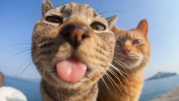 Dia menjulurkan lidahnya padaku layaknya foto Einstein, kata Masayoshi Yamamoto. Foto: Comedy Pets