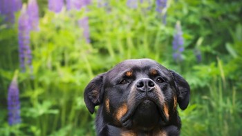Dua saudara perempuan yang berbeda: Crystal yang percaya diri dan bayi Daisy yang lucu ungkap Darya Zelentsova. Foto: Comedy Pets