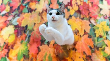 Dia sepertinya muncul dari dedaunan musim gugur, bukan? kata Kazutoshi Ono Foto: Comedy Pets