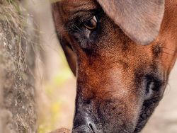 Finalis Comedy Pet Awards 2023 Bikin Gemes dan Ngakak