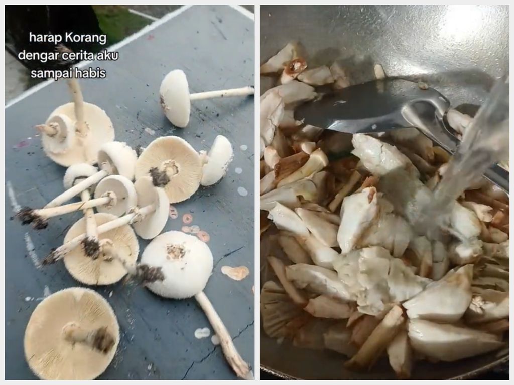 Satu keluarga keracunan makan jamur dari depan rumah