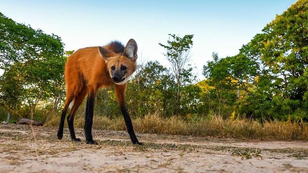 Maned Wolf