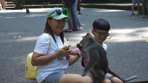Pengelola Objek Wisata Sangeh khawatir keberadaan anjing liar yang belum divaksin antirabies mengancam monyet-monyet di Hutan Alas Pala Sangeh.