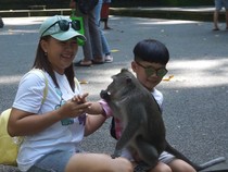 Harga Tiket Sangeh Monkey Forest Bali untuk Turis Asing Naik Jadi Rp 75 Ribu