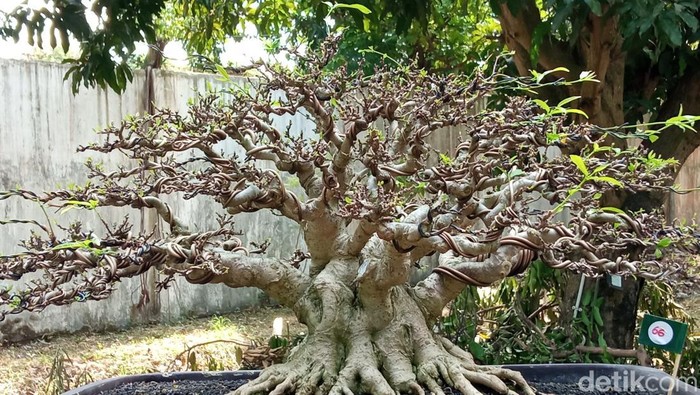 Pameran bonsai di Kota Cirebon