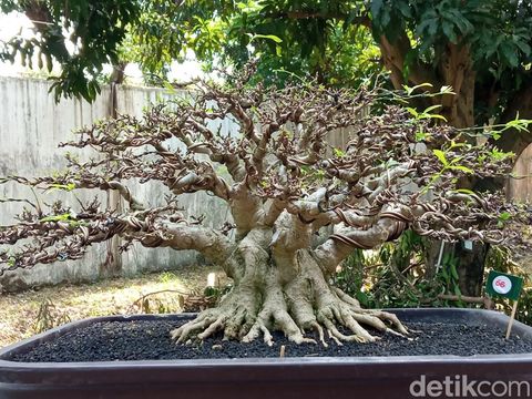 Pameran bonsai di Kota Cirebon