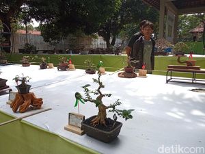 Ratusan Tanaman Bonsai Beradu Cantik di Cirebon