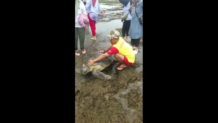 Penyu hijau terdampar di Pantai Tasikmalaya.
