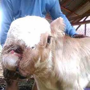 Jumat, 19 November 2010, warga Dusun Badut, Desa Jugo, Kecamatan Mojo, Kabupaten Kediri, dibuat heboh oleh lahirnya sapi bermata tiga dan berhidung dua. Sapi itu milik Nyari (30).