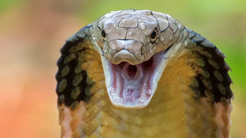 Ular terbesar di dunia