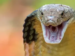 Ngeri, Ini Deretan Ular Terbesar dan Terpanjang yang Pernah Hidup di Bumi