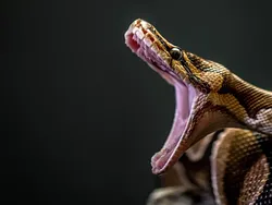 Ngeri, Ini Deretan Ular Terbesar dan Terpanjang yang Pernah Hidup di Bumi