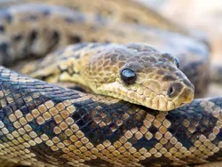 Ngeri, Ini Deretan Ular Terbesar dan Terpanjang yang Pernah Hidup di Bumi