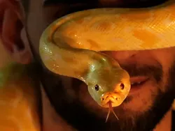 Ngeri, Ini Deretan Ular Terbesar dan Terpanjang yang Pernah Hidup di Bumi