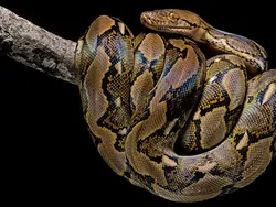 Ngeri, Ini Deretan Ular Terbesar dan Terpanjang yang Pernah Hidup di Bumi