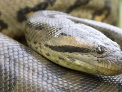 Ngeri, Ini Deretan Ular Terbesar dan Terpanjang yang Pernah Hidup di Bumi