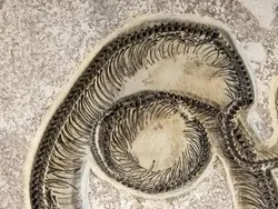 Ngeri, Ini Deretan Ular Terbesar dan Terpanjang yang Pernah Hidup di Bumi