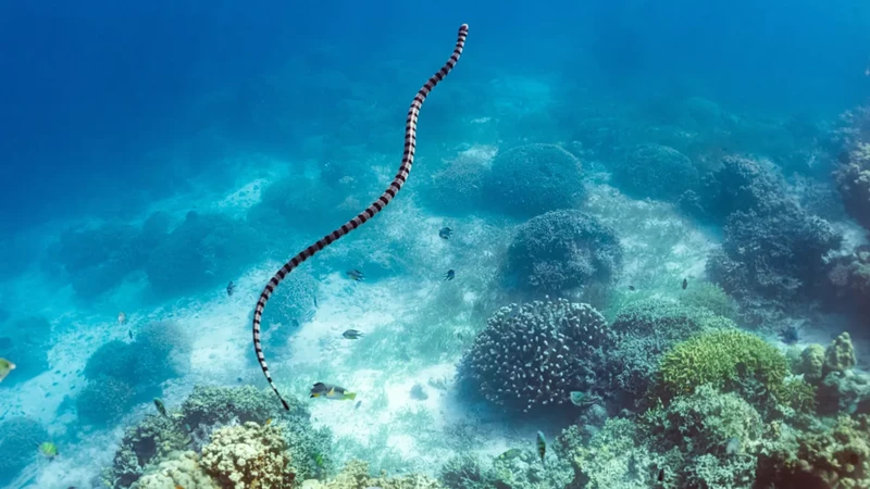 Ular terbesar di dunia