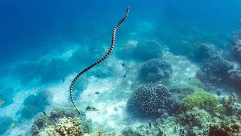 2. Palaeophis colossaeus merupakan ular laut melintasi samudra purba yang pernah terbentang di sebagian Afrika Utara pada 100 juta tahun lalu. Ketika kerangka fosilnya ditemukan di gurun Sahara saat ini , para peneliti menghitung dari sampel yang kemudian dikumpulkan selama perjalanan lapangan pada tahun 1999 dan 2003 bahwa spesies ini akan mencapai panjang lebih dari 12 m, menurut penelitian yang diterbitkan dalam jurnal Acta. Foto: LiveScience