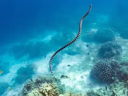 Ngeri, Ini Deretan Ular Terbesar dan Terpanjang yang Pernah Hidup di Bumi