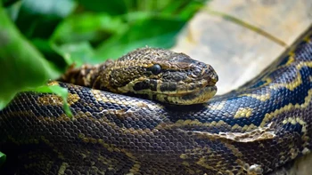 10. Python batu Afrika Tengah. Inilah ular terbesar di Afrika, menurut Kebun Binatang Oregon. Dia sangat mudah beradaptasi dan ditemukan di seluruh Afrika sub-Sahara, rata-rata memiliki panjang sekitar 3 hingga 5 meter. Foto: LiveScience