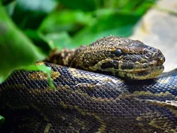 Ngeri, Ini Deretan Ular Terbesar dan Terpanjang yang Pernah Hidup di Bumi