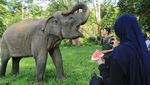 Bermain dengan Gajah Jinak di Aceh, Seru Lho...