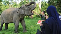Sejumlah pengunjung memberikan makanan kepada gajah sumatera (Elephas maximus sumatranus) jinak di Conservation Response Unit (CRU) Sampoiniet, Aceh Jaya, Aceh, Minggu (16/7/2023).  