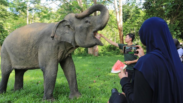 Sejumlah pengunjung memberikan makanan kepada gajah sumatera (Elephas maximus sumatranus) jinak di Conservation Response Unit (CRU) Sampoiniet, Aceh Jaya, Aceh, Minggu (16/7/2023). Keberadaan gajah jinak yang ditempatkan di CRU dengan kelengkapan program pengelolaan habitat dan populasi selain sebagai mitigasi konflik satwa gajah liar dengan manusia juga sebagai tempat wisata yang mengedukasikan masyarakat untuk mengenal lebih dekat tentang kehidupan gajah. ANTARA FOTO/Syifa Yulinnas/nz.