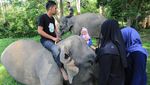 Bermain dengan Gajah Jinak di Aceh, Seru Lho...