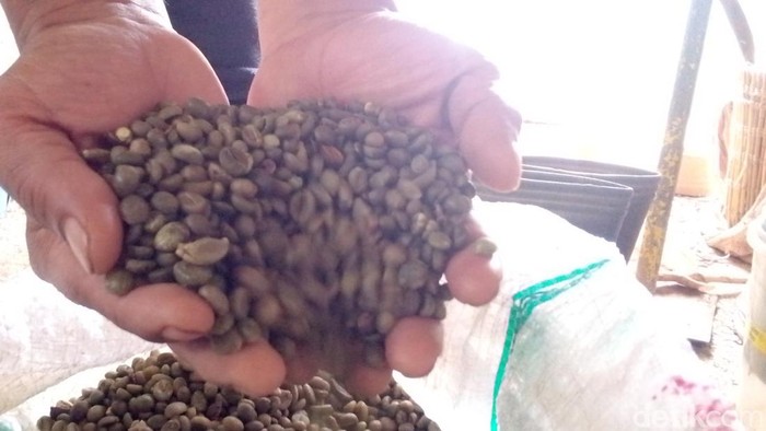 Biji kopi liberika khas Kuningan