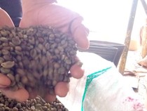 3 Jenis Kopi yang Populer di Dunia, Begini Karakteristiknya