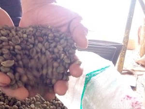 Cuan Menggiurkan dari Bisnis Kopi Liberika Khas Kuningan
