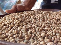 Seni Mengolah Kopi Liberika: Aroma Nangka yang Memikat