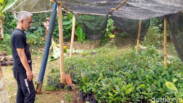 Budidaya kopi liberika di Kuningan