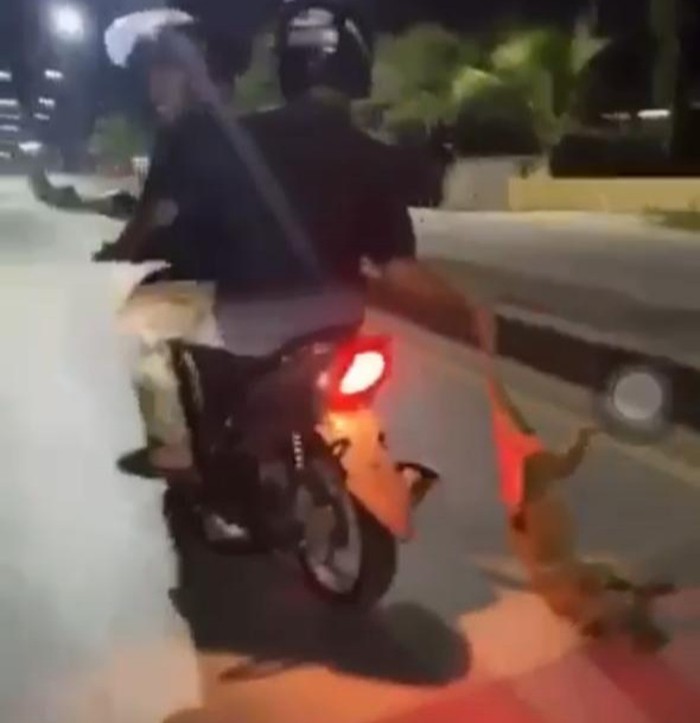 Dua pemuda menyeret anjing di jalan raya di Kendari, Sultra.