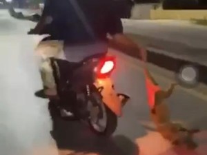 2 Pemuda di Kendari Ngaku Seret Anjing di Jalan Raya Dalam Kondisi Mati