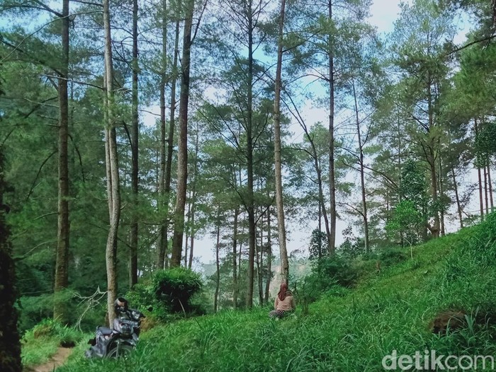 Hutan Kampung Siluman di kawasan TNGM Kemalang, Klaten, Minggu (16/7/2023).