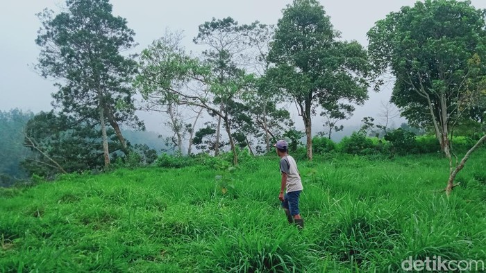 Hutan Kampung Siluman di kawasan TNGM Kemalang, Klaten, Minggu (16/7/2023).