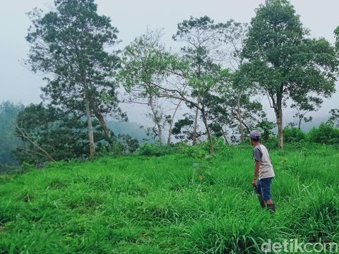 Hutan Kampung Siluman di kawasan TNGM Kemalang, Klaten, Minggu (16/7/2023).