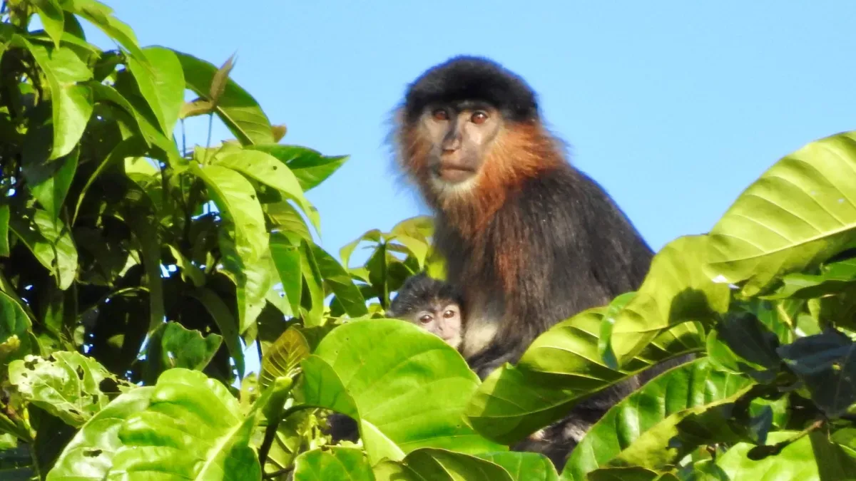 Monyet misterius di Kalimantan
